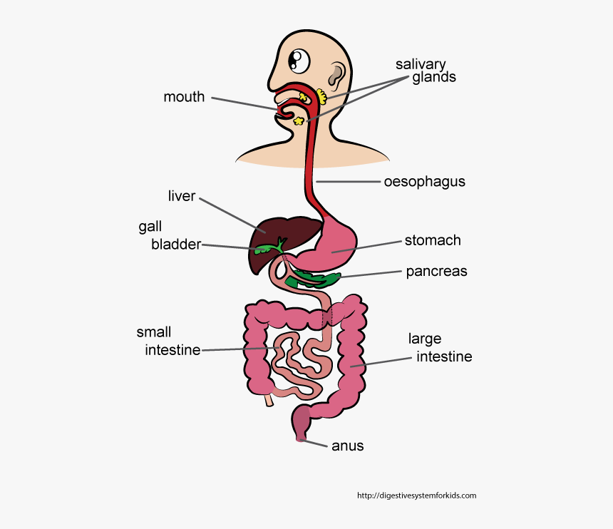 Cartoon Digestive System Drawing, HD Png Download, Free Download