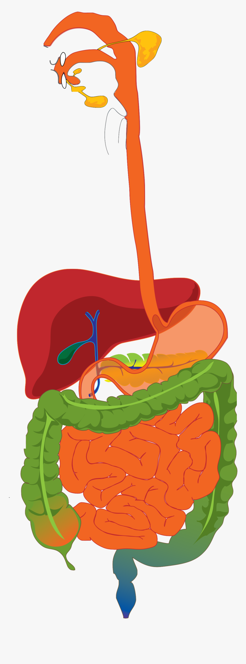 Digestive System Diagram Unlabelled Clipart , Png Download - Digestive System Breaking Down Food, Transparent Png, Free Download