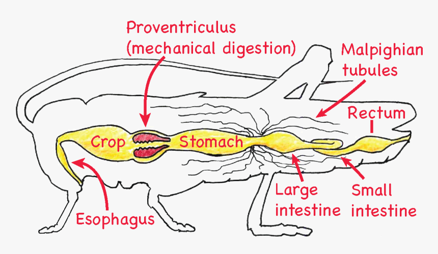 Flow Chart Of Mammalian Digestive System Unique Chapter - Flow Chart On Mammalian Digestive System, HD Png Download, Free Download