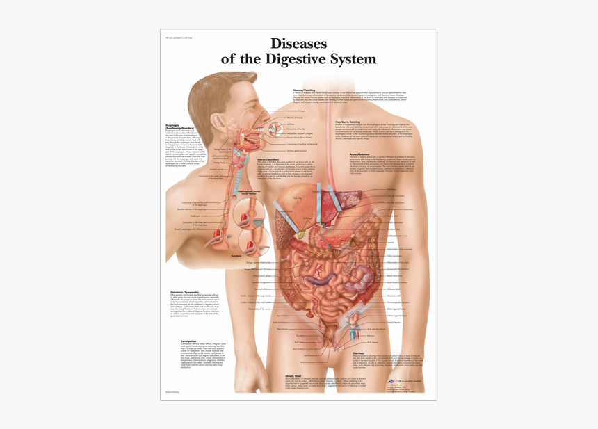 Diseases Of The Digestive System - Digestive System Anatomy Chart, HD Png Download, Free Download