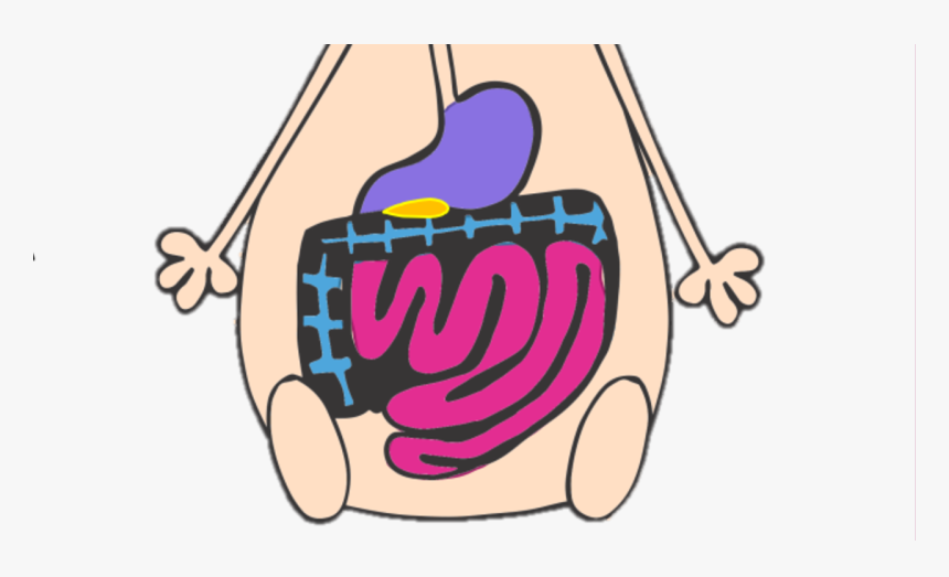 Cartoon Digestive System Word, HD Png Download, Free Download