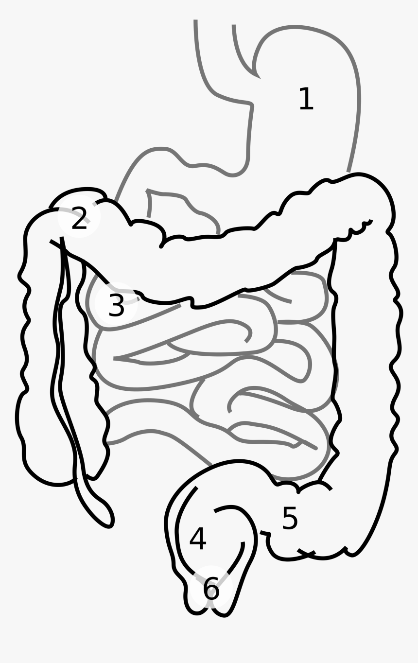 Featured image of post How To Draw Small Intestine Know what you should do right now