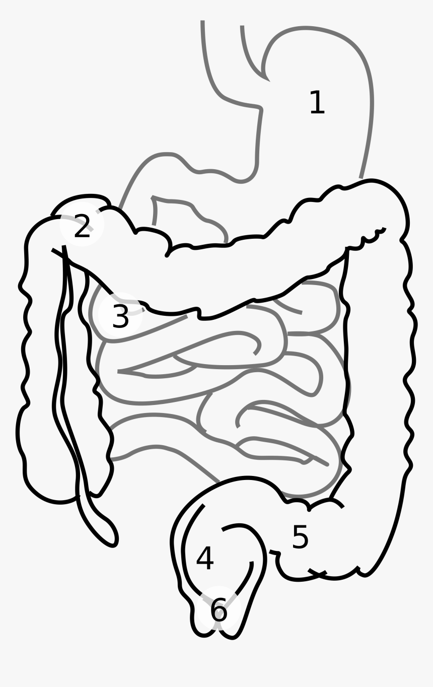 Transparent Diarrhea Clipart - Stomach And Intestines Drawing, HD Png Download, Free Download