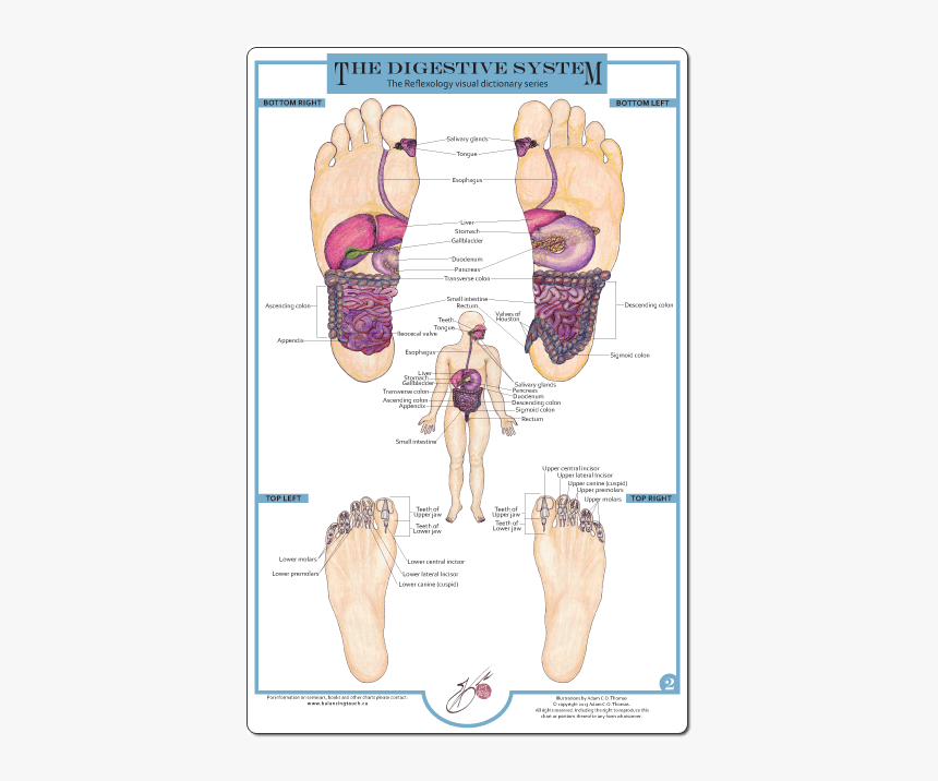 Reflexology And The Digestive System, HD Png Download, Free Download