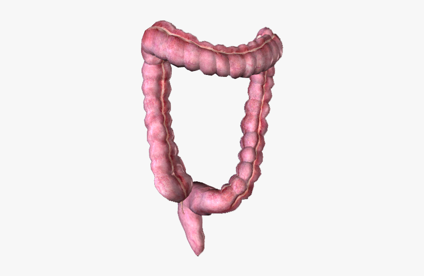 Colon - Digestive System Large Intestine Png, Transparent Png, Free Download