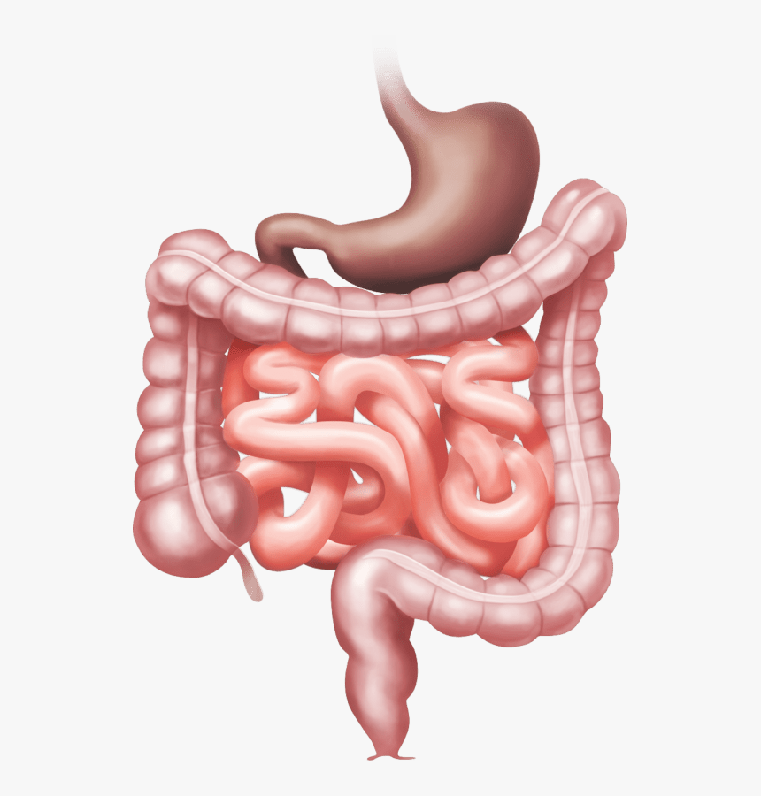 Image Of Bowel Anatomy And Function Illustration - Bowel Anatomy, HD Png Download, Free Download