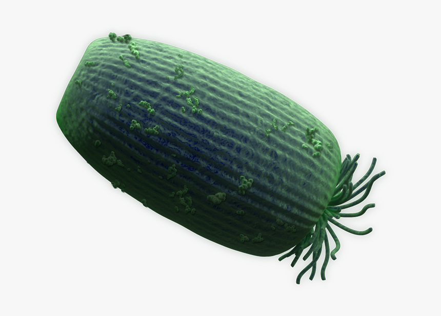 Pickled Cucumber, HD Png Download, Free Download