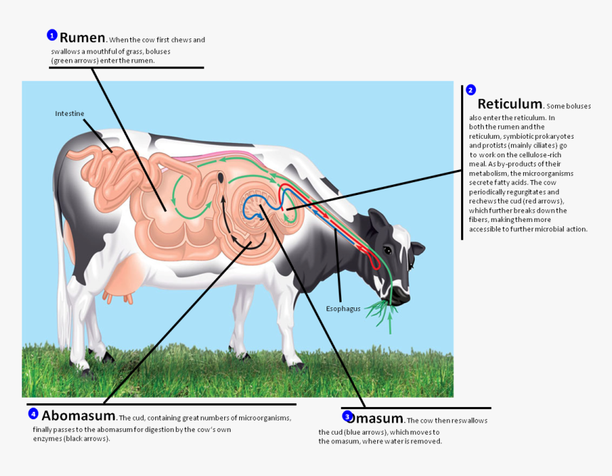 Clip Art Cow Photo - Ruminant Digestion, HD Png Download, Free Download