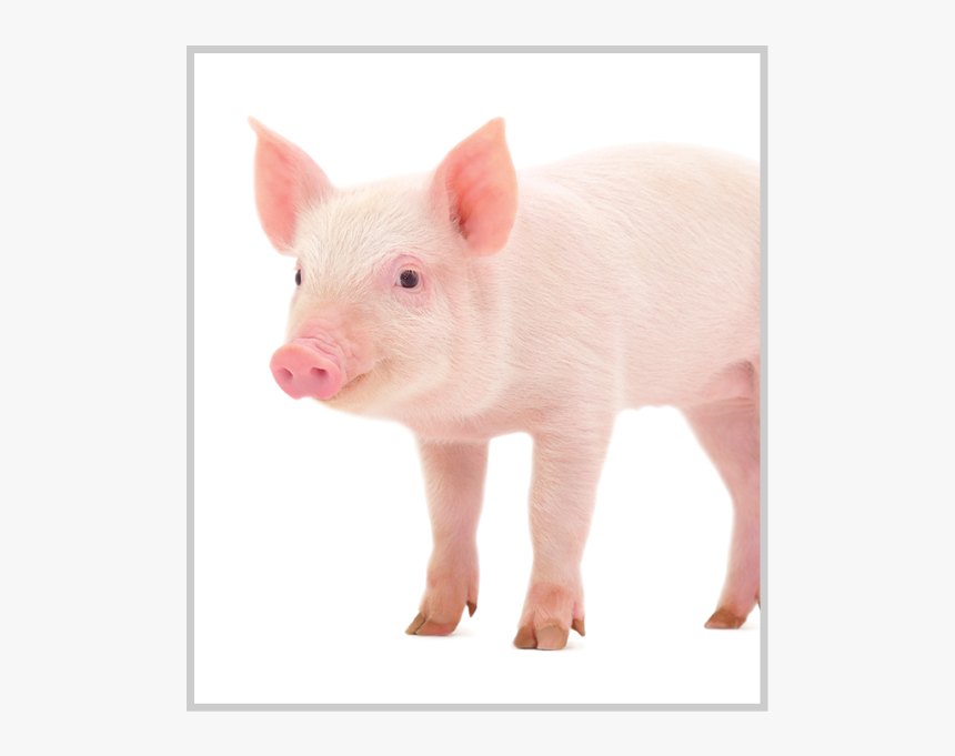 Domestic Pig, HD Png Download, Free Download