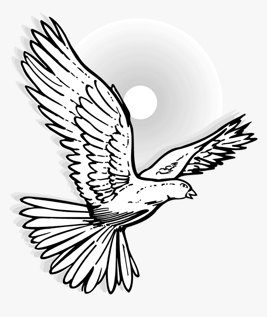 Bluejay Drawing In Flight - Flying Dove, HD Png Download, Free Download