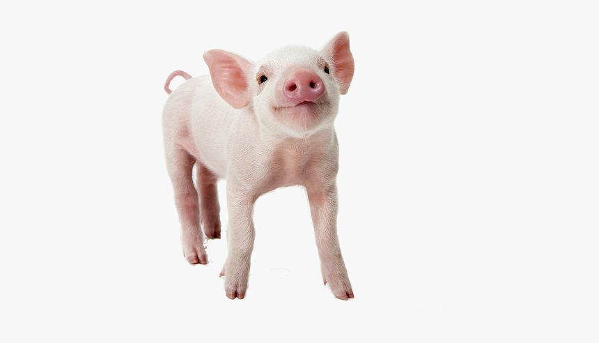 Pig White Background, HD Png Download, Free Download