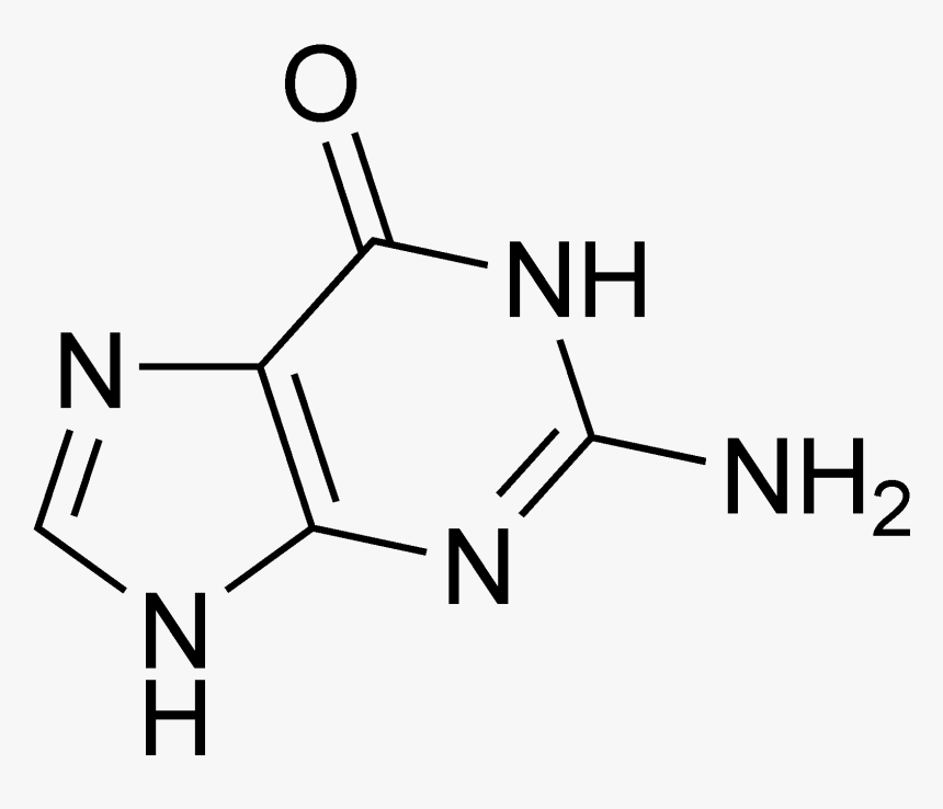 Guanine Chemical Structure - Structure, HD Png Download, Free Download