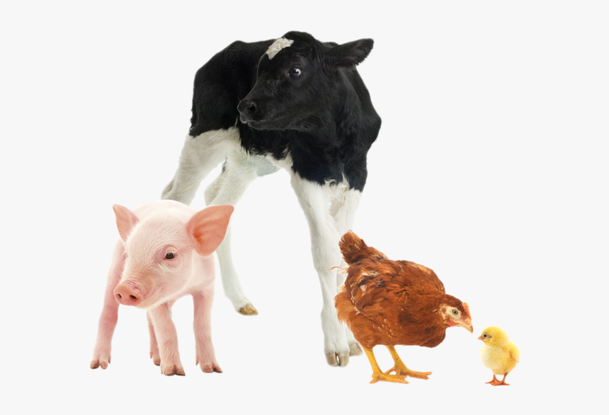 Farm-pig - Farm Animals White Background, HD Png Download, Free Download