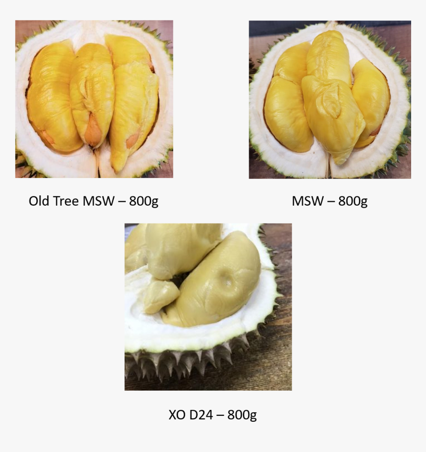 Durian d24