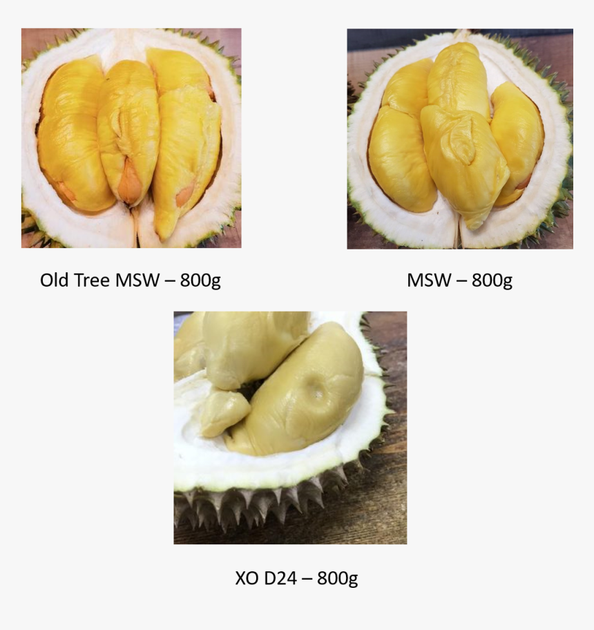 Durian D24 Xo - Durian, HD Png Download, Free Download