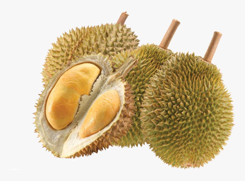 Durian - Transparent Durian Png, Png Download, Free Download