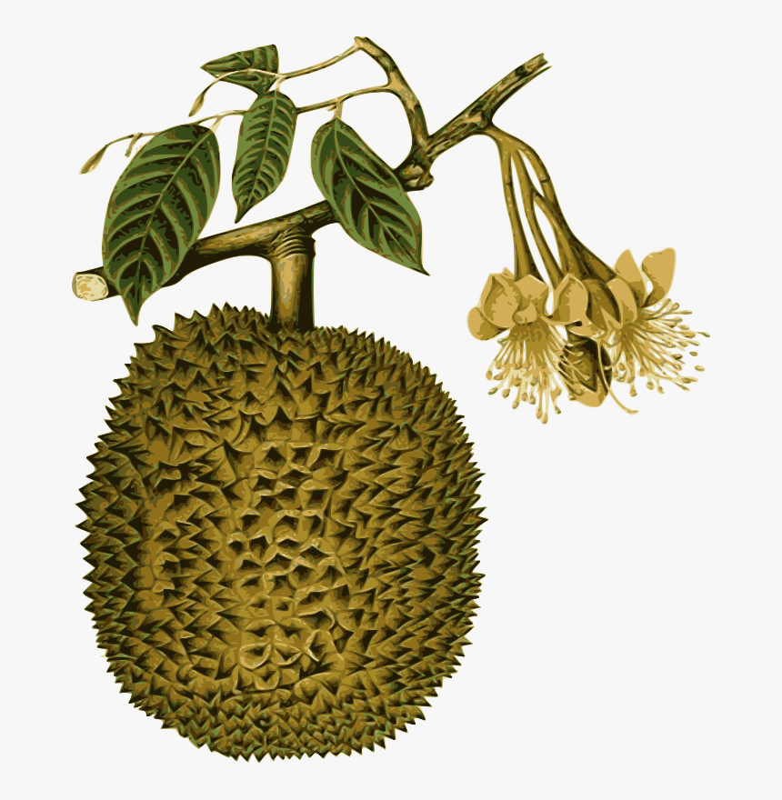 Durian - Durian Botanical Name, HD Png Download, Free Download