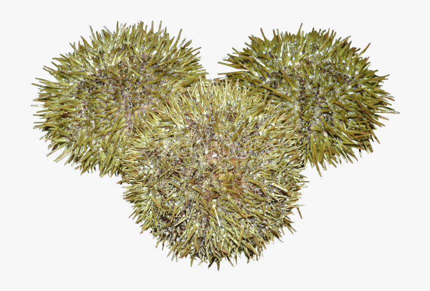 Durian , Png Download - Artocarpus Odoratissimus, Transparent Png, Free Download