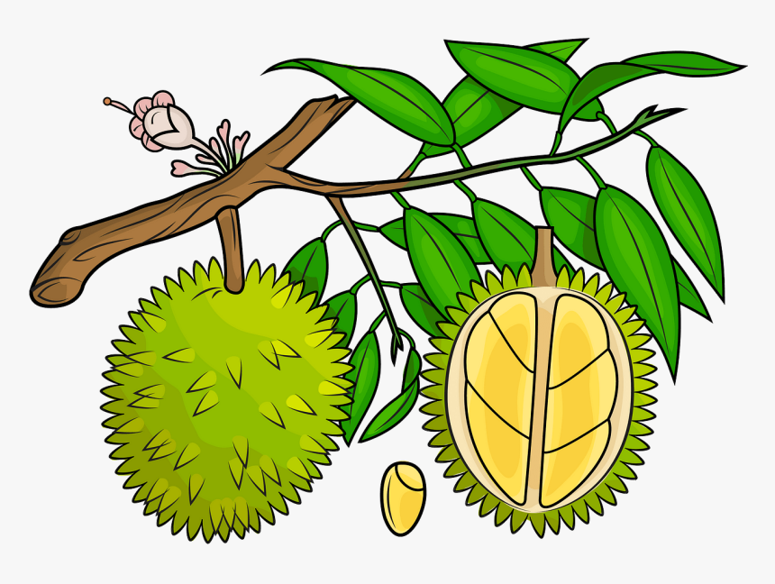 Durian Vector In Png, Transparent Png, Free Download