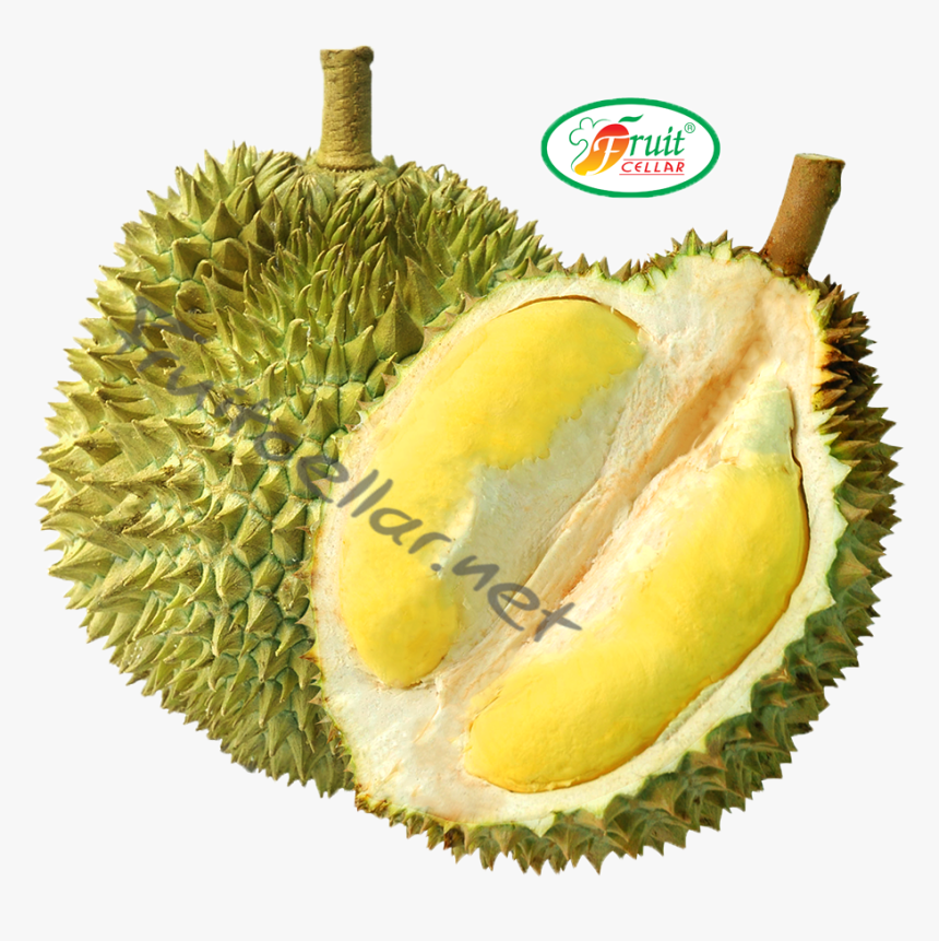Durian Png, Transparent Png, Free Download
