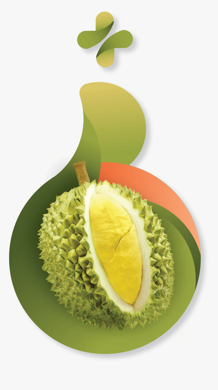 Durian Png, Transparent Png, Free Download