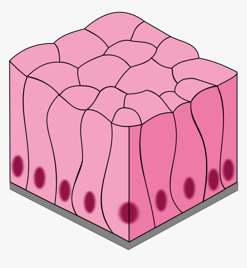 Diagram Of Epithelial Tissue