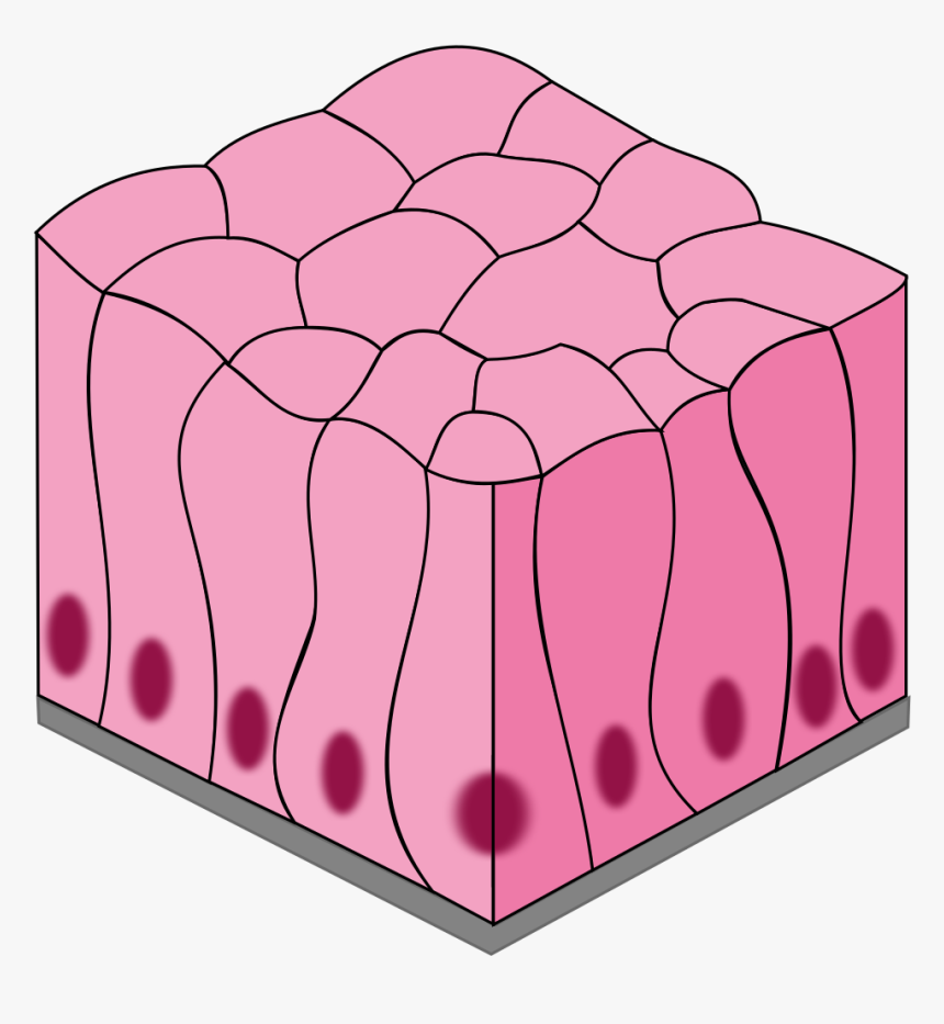 Simple Epithelial Tissue Diagram, HD Png Download, Free Download