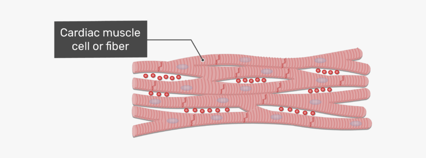 Labelled Image Of The Cardiac Muscle Cell Of Fiber - Cardiac Muscle Tissue Fibers, HD Png Download, Free Download