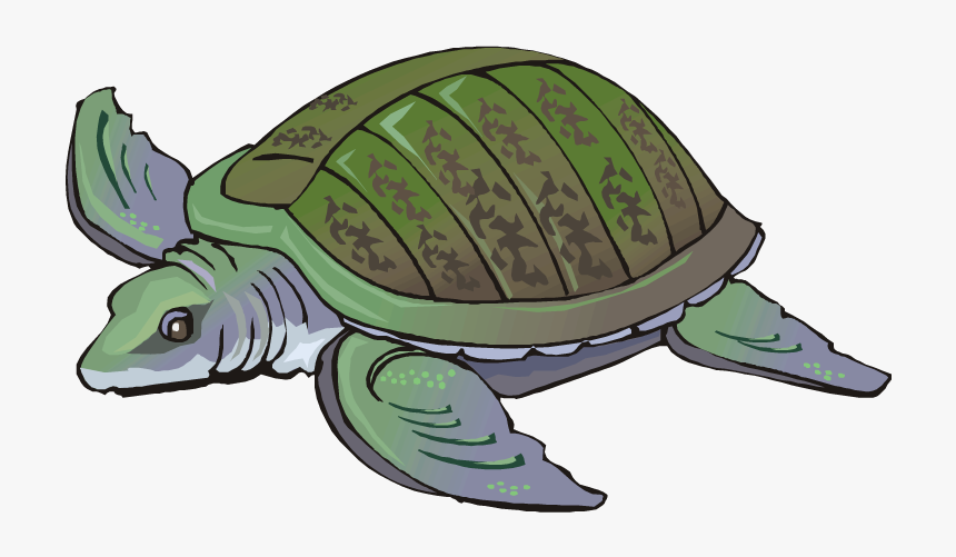 Water Turtle Clipart, HD Png Download, Free Download