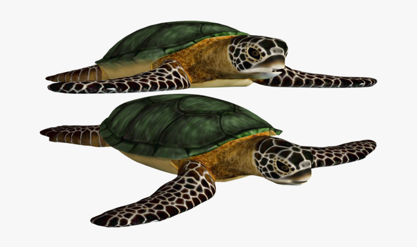 Sea Turtle Png, Transparent Png, Free Download