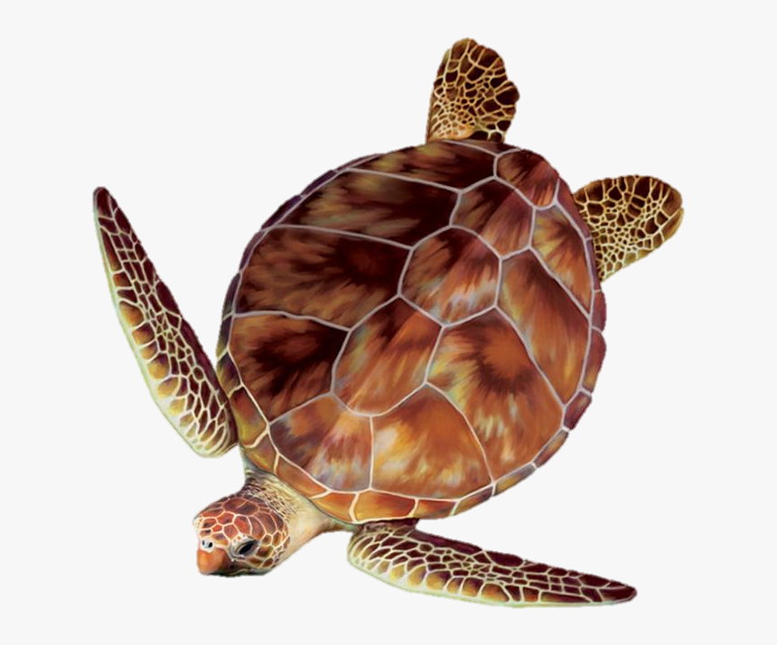 Sea Turtle Clipart Turtle Egg - Clipart Sea Turtle, HD Png Download, Free Download