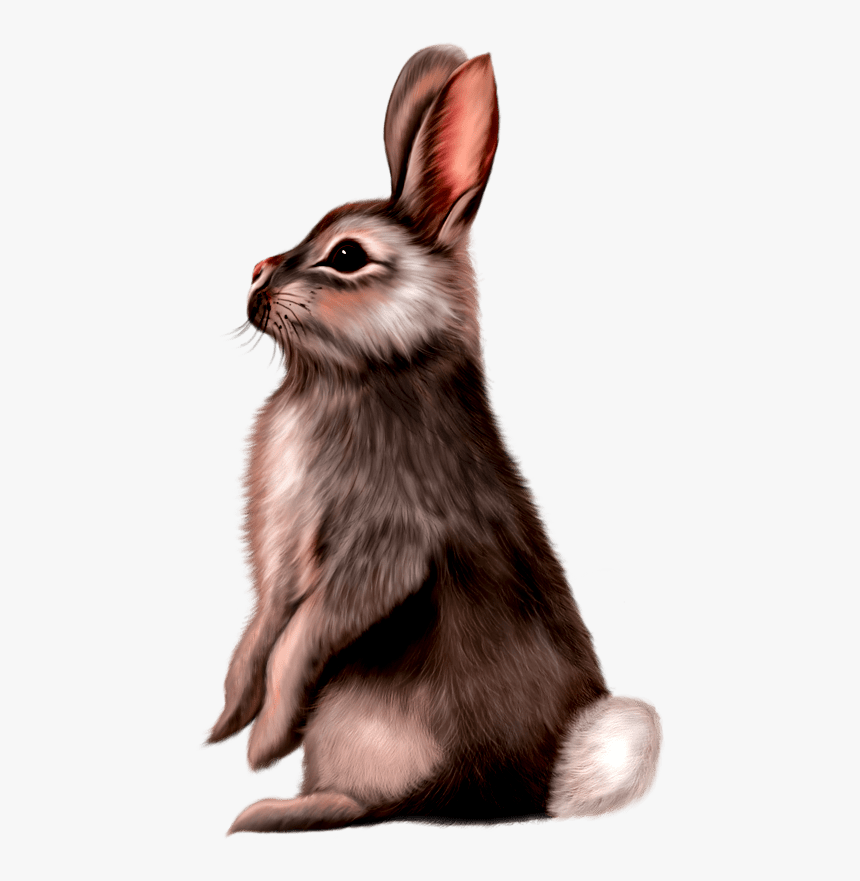 Rabbit Painting Png, Transparent Png, Free Download