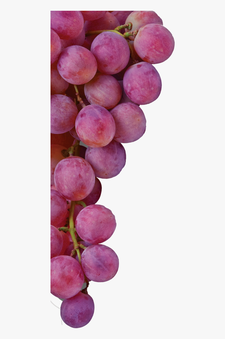 Grapes Sharing Christ No Shadow - Sharing Christ, HD Png Download, Free Download