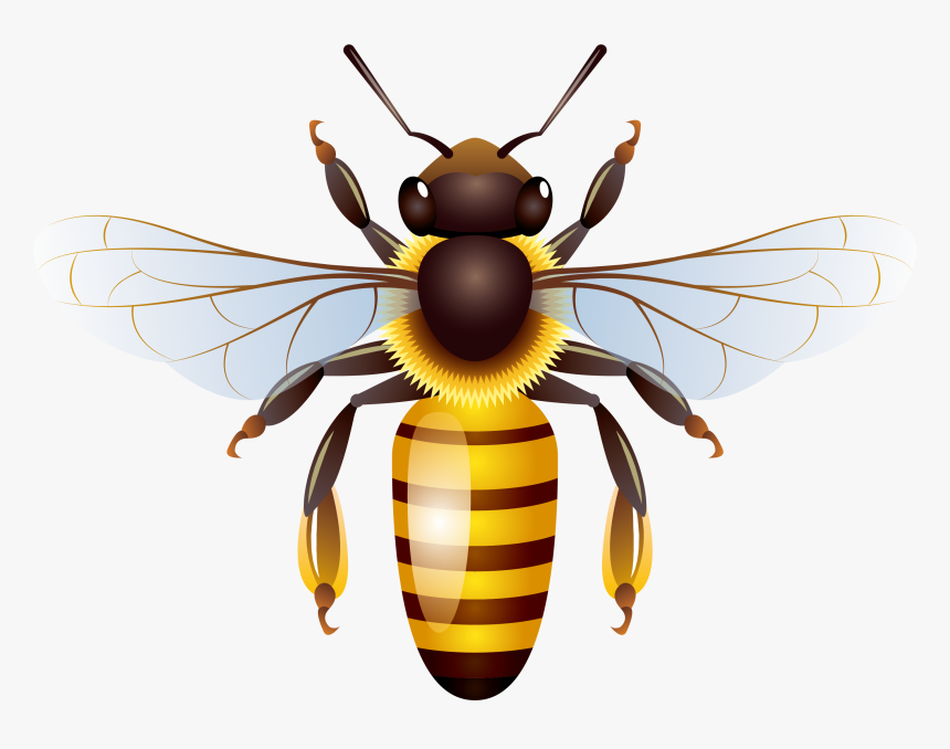 Wasp Vector Cute - Honey Bee Png, Transparent Png, Free Download