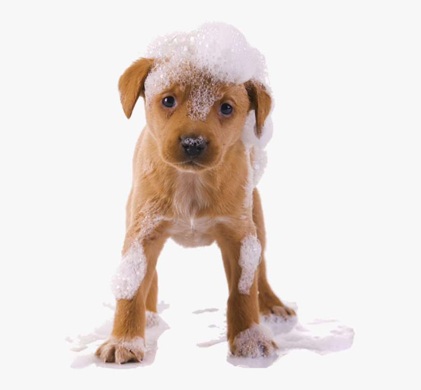 Dog Wash Png, Transparent Png, Free Download