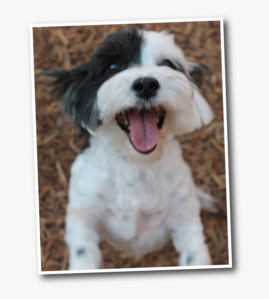 Tibetan Terrier, HD Png Download, Free Download