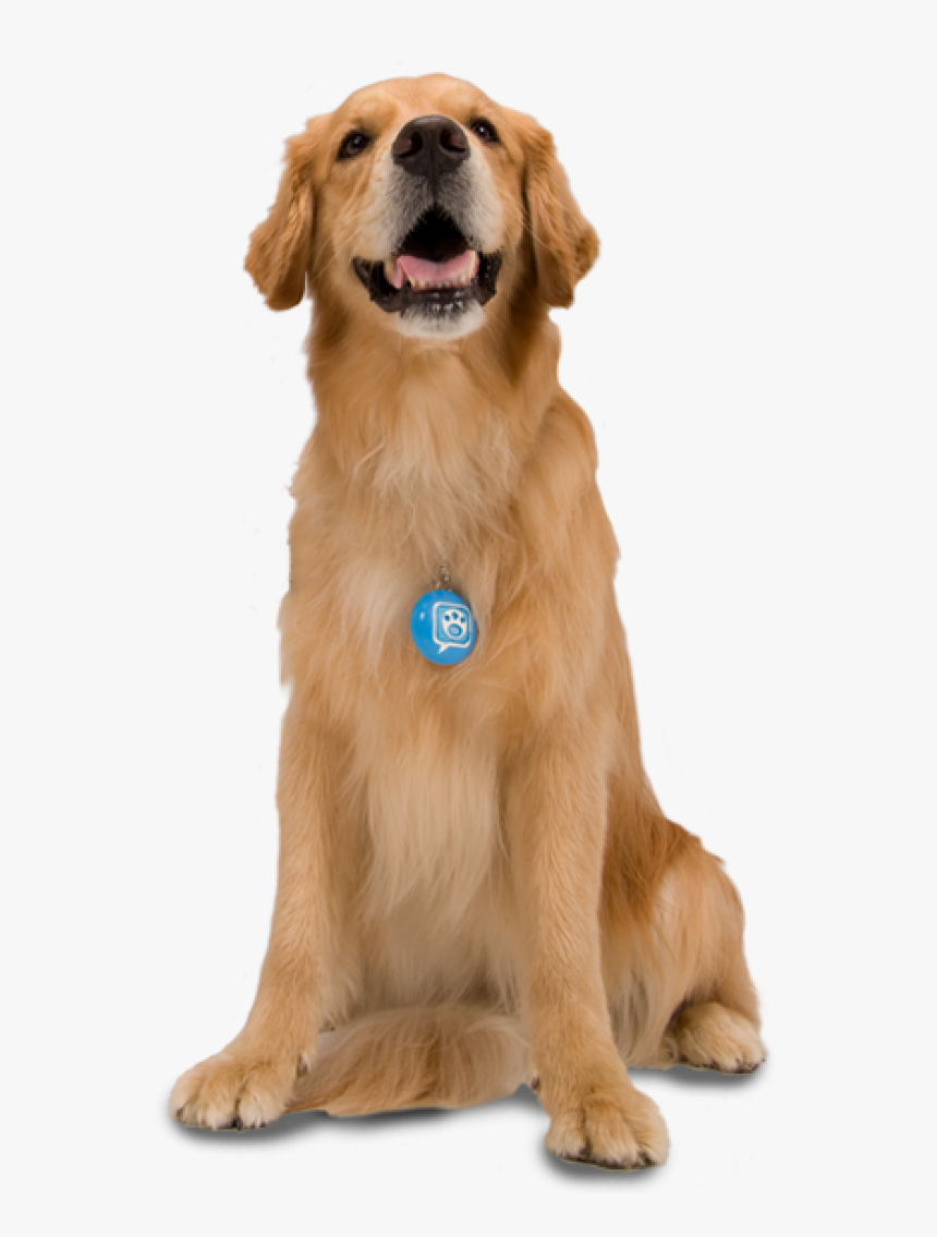 Dog With Blue Tag - Pets Photoshop, HD Png Download, Free Download