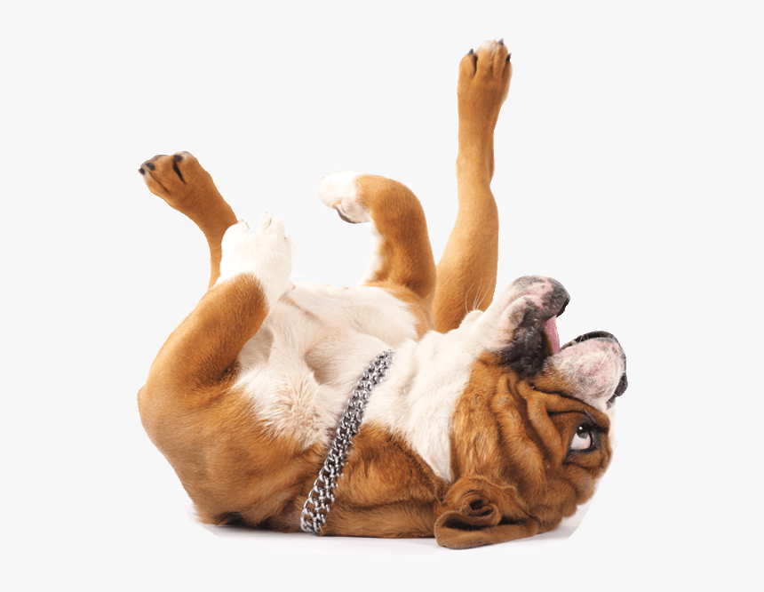 Dog On Back Png, Transparent Png, Free Download