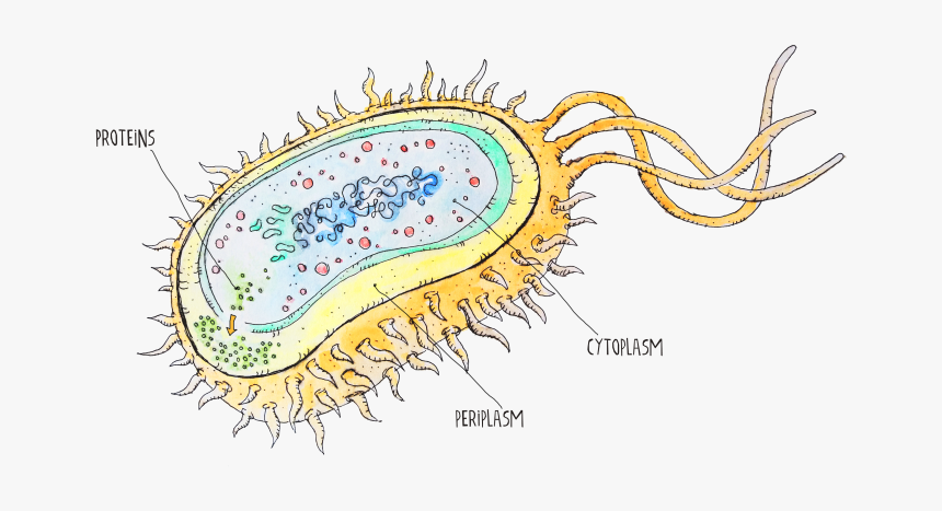 Diagram, HD Png Download, Free Download