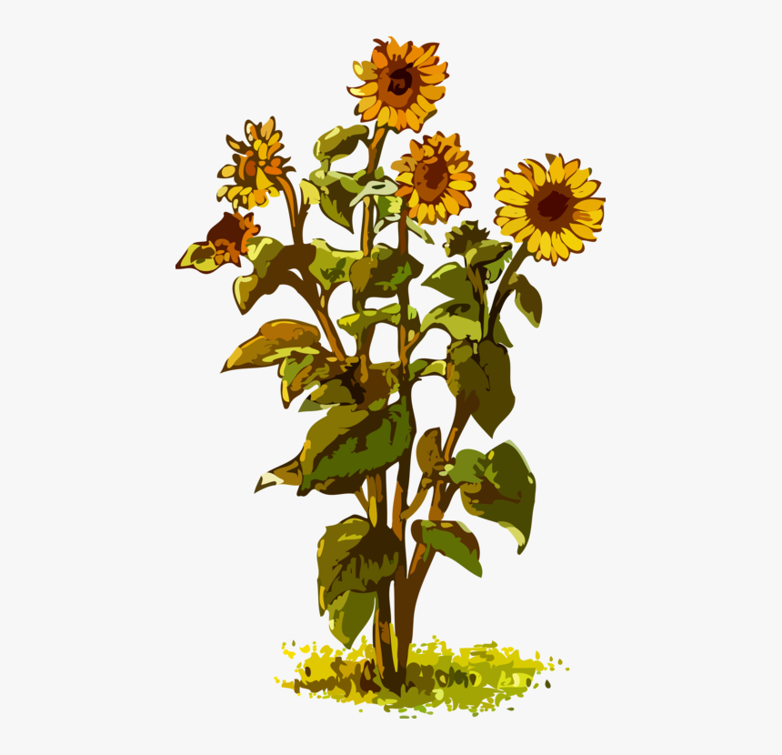 Sunflower Plant Images Clipart, HD Png Download, Free Download