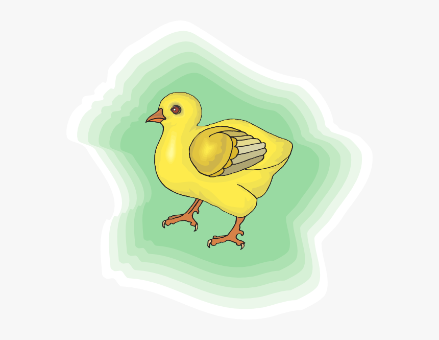 Baby Chick Png Download - Chicken, Transparent Png, Free Download