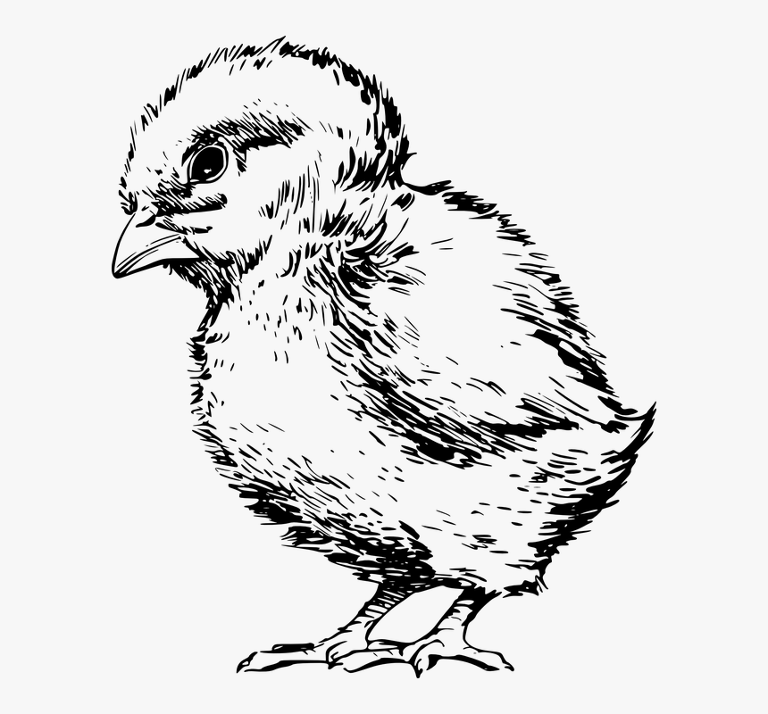 Chick, Bird, Baby, Small, Fuzzy, Farm, Easter, Spring - Baby Chicken Line Art, HD Png Download, Free Download