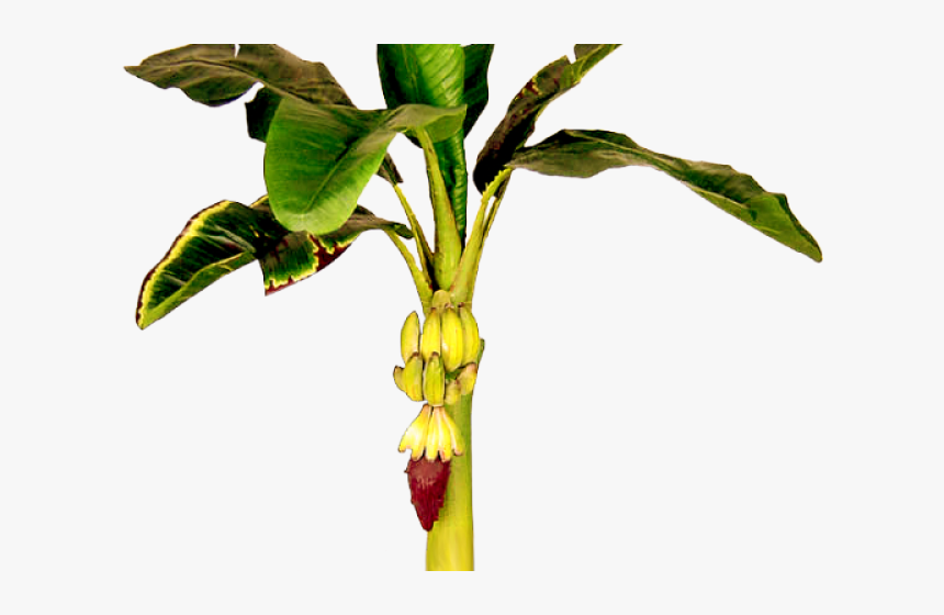 Leaves Clipart Banana Tree - Transparent Banana Tree Png, Png Download, Free Download