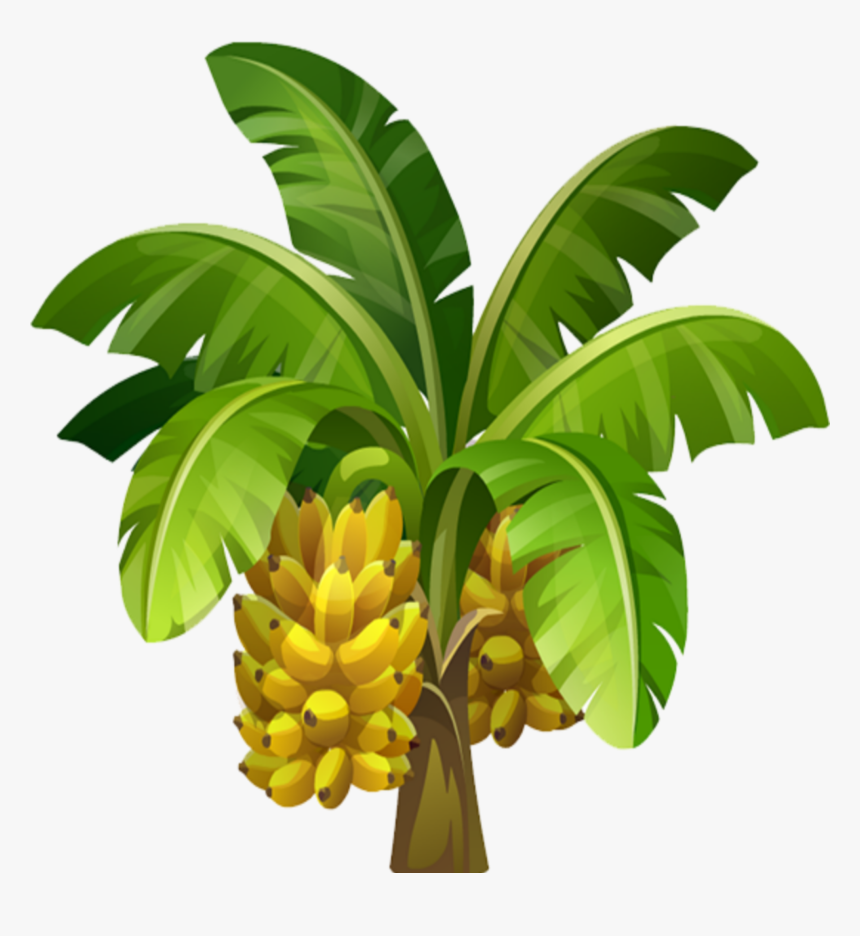 #mq #banana #tree #trees #fruit #fruits - Banana Tree Images Hd, HD Png Download, Free Download