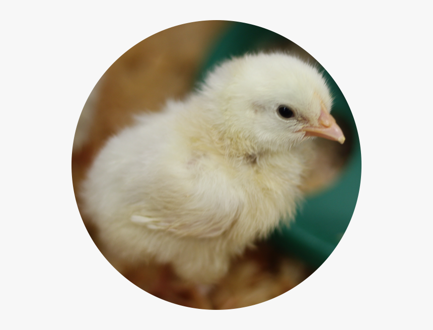 Chicky - Chicken, HD Png Download, Free Download