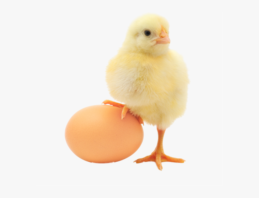 Clip Art Image Of A Baby Chick - Chick Stepping On Egg, HD Png Download, Free Download