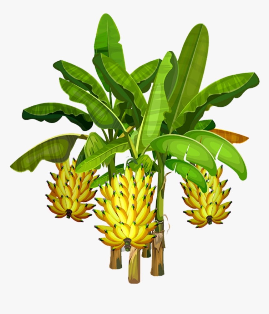 #mq #banana #tree #trees #nature - Banana Tree Illustration Png, Transparent Png, Free Download