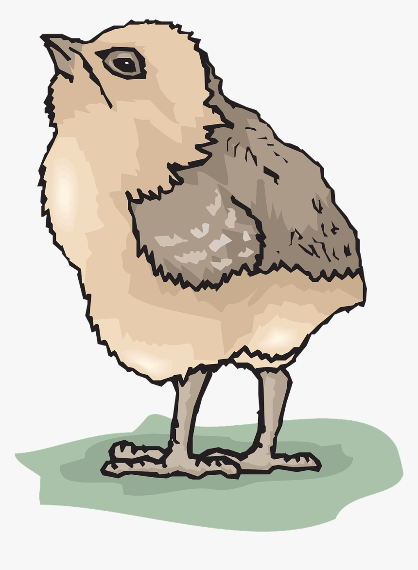 Bébé Oiseau Png, Transparent Png, Free Download