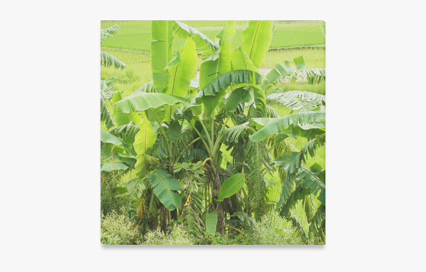 Banana Tree Canvas Print 16"x16" - Plantation, HD Png Download, Free Download