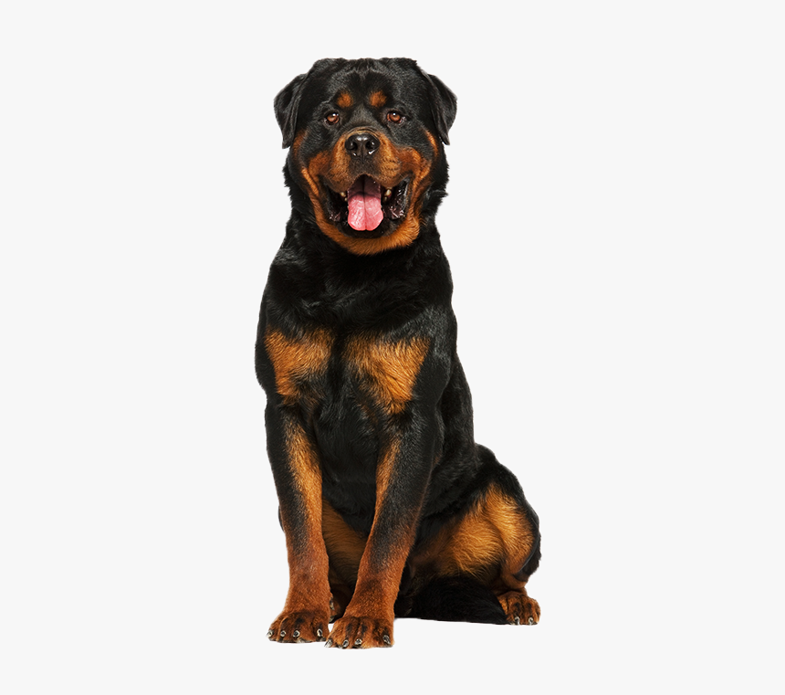 Dog Breed,companion Dog,working Dog,sporting Group,paw,beauceron - Royal Canin Rottweiler Adult, HD Png Download, Free Download
